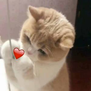 美女免费观看网站
